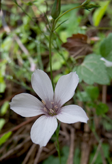 Linum tenuifolium