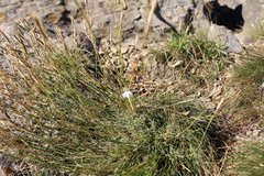 Dianthus fragrans