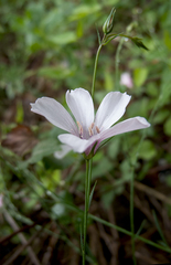 Linum tenuifolium