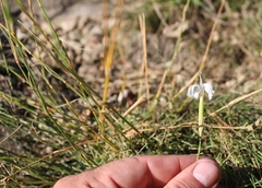 Dianthus fragrans