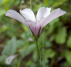 Linum tenuifolium