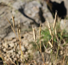Dianthus fragrans