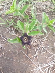 Brachystelma foetidum