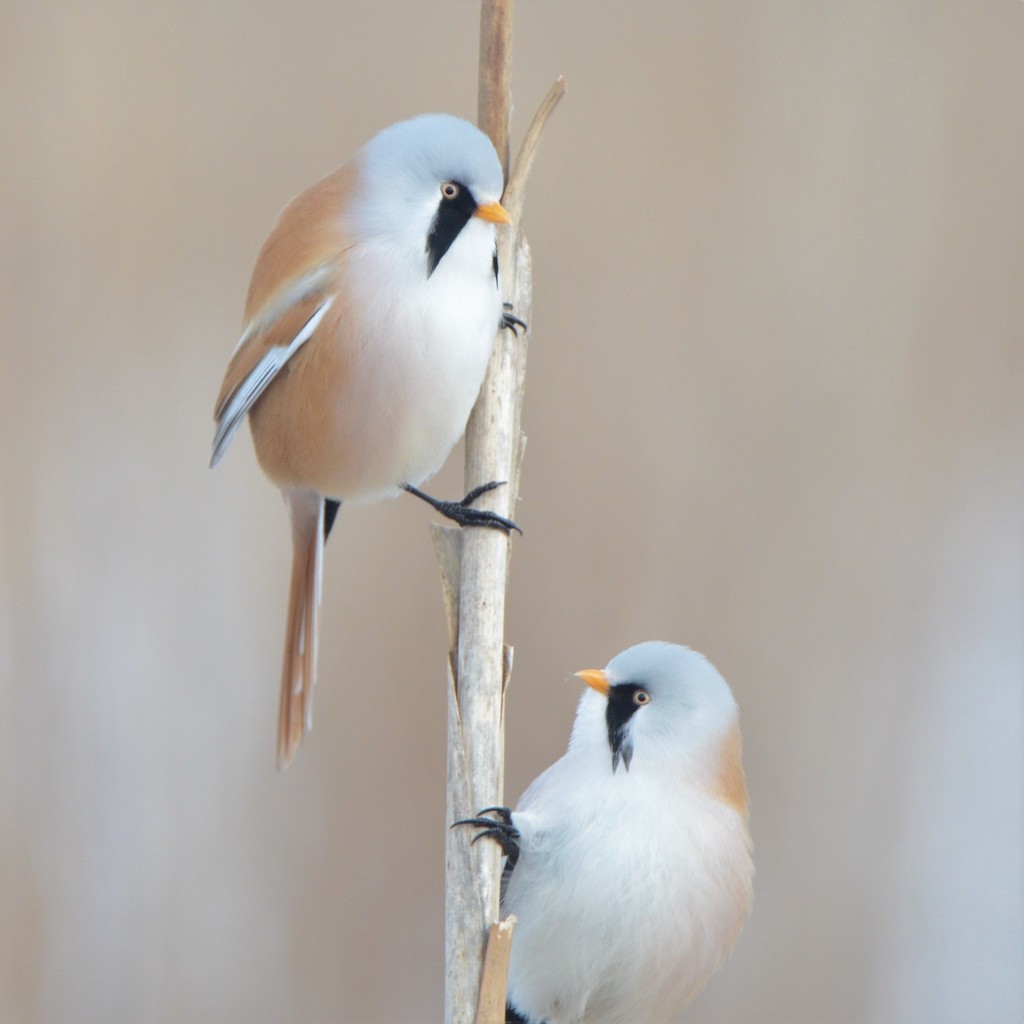Reedlings
