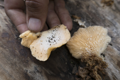 Pleurotus djamor roseus