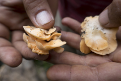 Pleurotus djamor roseus