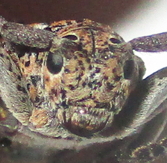 Dichostates lignarius