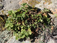 Drymocallis rupestris