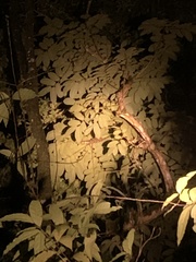 Iguanidae