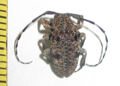 Dichostates lignarius