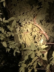 Iguanidae