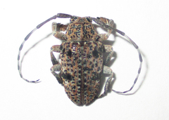 Dichostates lignarius