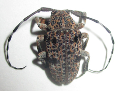 Dichostates lignarius