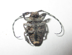 Dichostates lignarius