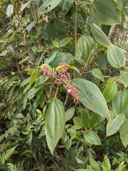 Oxyspora paniculata