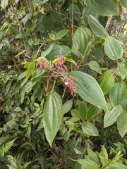 Oxyspora paniculata