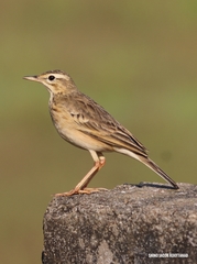 Paddyfield Pipit photo 4