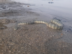 Hydrophis schistosus