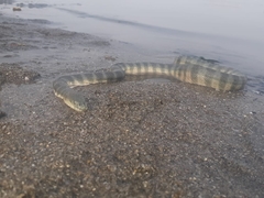 Hydrophis schistosus