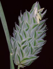 Image of Phalaris canariensis