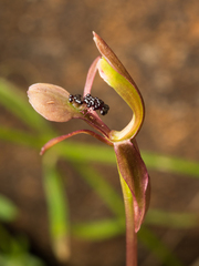 Chiloglottis trapeziformis