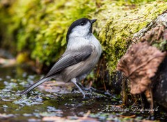 Willow Tit photo 4