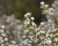 Calytrix alpestris