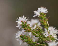 Calytrix alpestris