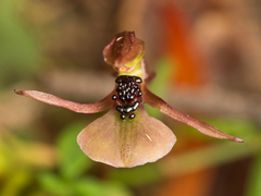 Chiloglottis trapeziformis