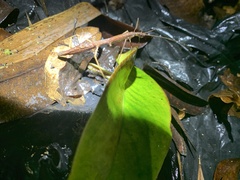 Ocnophiloidea regularis