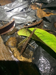 Ocnophiloidea regularis