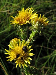 Berkheya echinacea