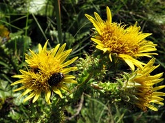 Berkheya echinacea