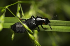 Creophilus oculatus