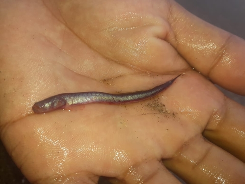 Bearded eel goby (Taenioides cirratus) — Gobiidae — 2