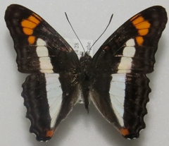 Adelpha phylaca