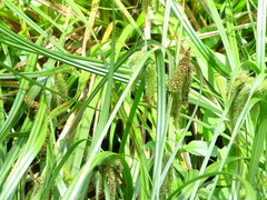 Carex fascicularis