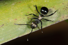 Polyrhachis argentosa