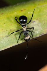 Polyrhachis argentosa