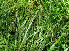 Carex fascicularis