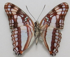 Adelpha phylaca