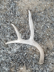 Odocoileus hemionus eremicus