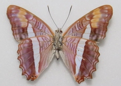 Adelpha pithys