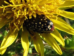 Oxythyrea