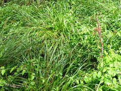 Carex fascicularis