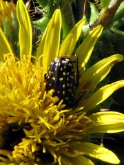 Oxythyrea
