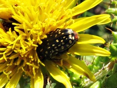 Oxythyrea