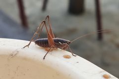 Pachytrachis gracilis