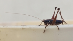 Pachytrachis gracilis