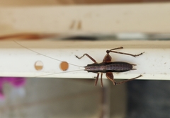 Pachytrachis gracilis